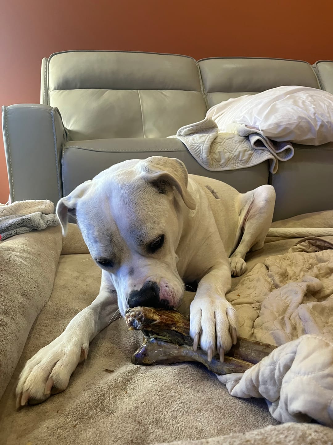 Customer photo review of Large Ostrich Cane (11.5" x 5"): The Ultimate Long-Lasting Chew for Medium, Large & XL Dogs