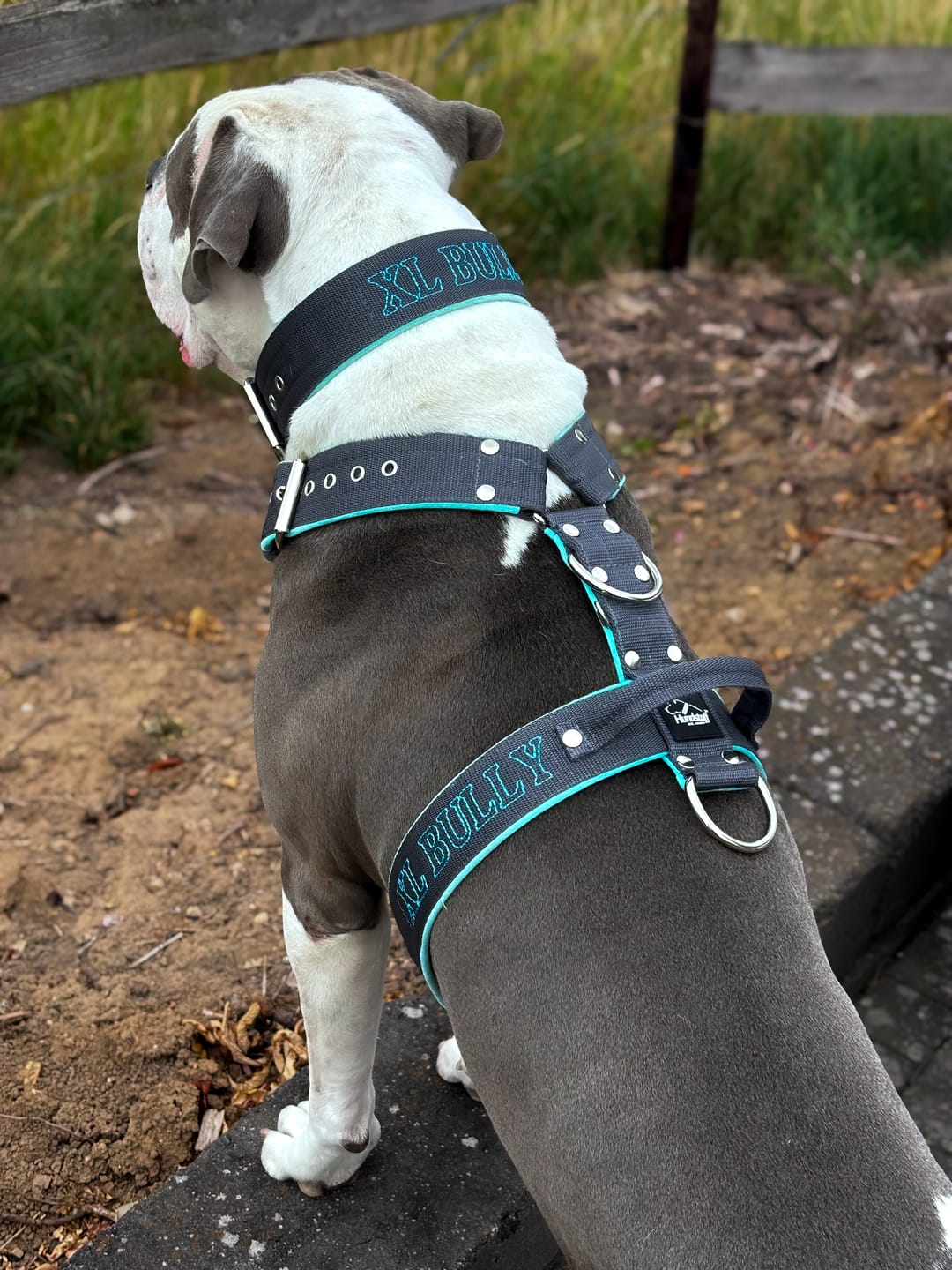 Customer photo review of Hundhalsband med namn