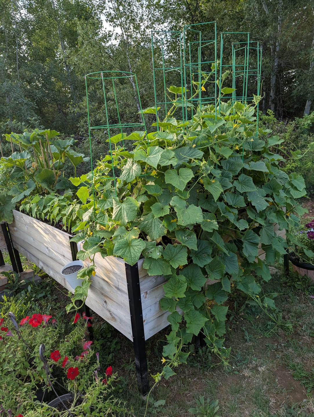 Customer photo review of Anniversary Sale | 18” x 48” Raised Garden Bed