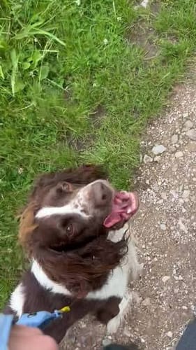 Customer dog photo