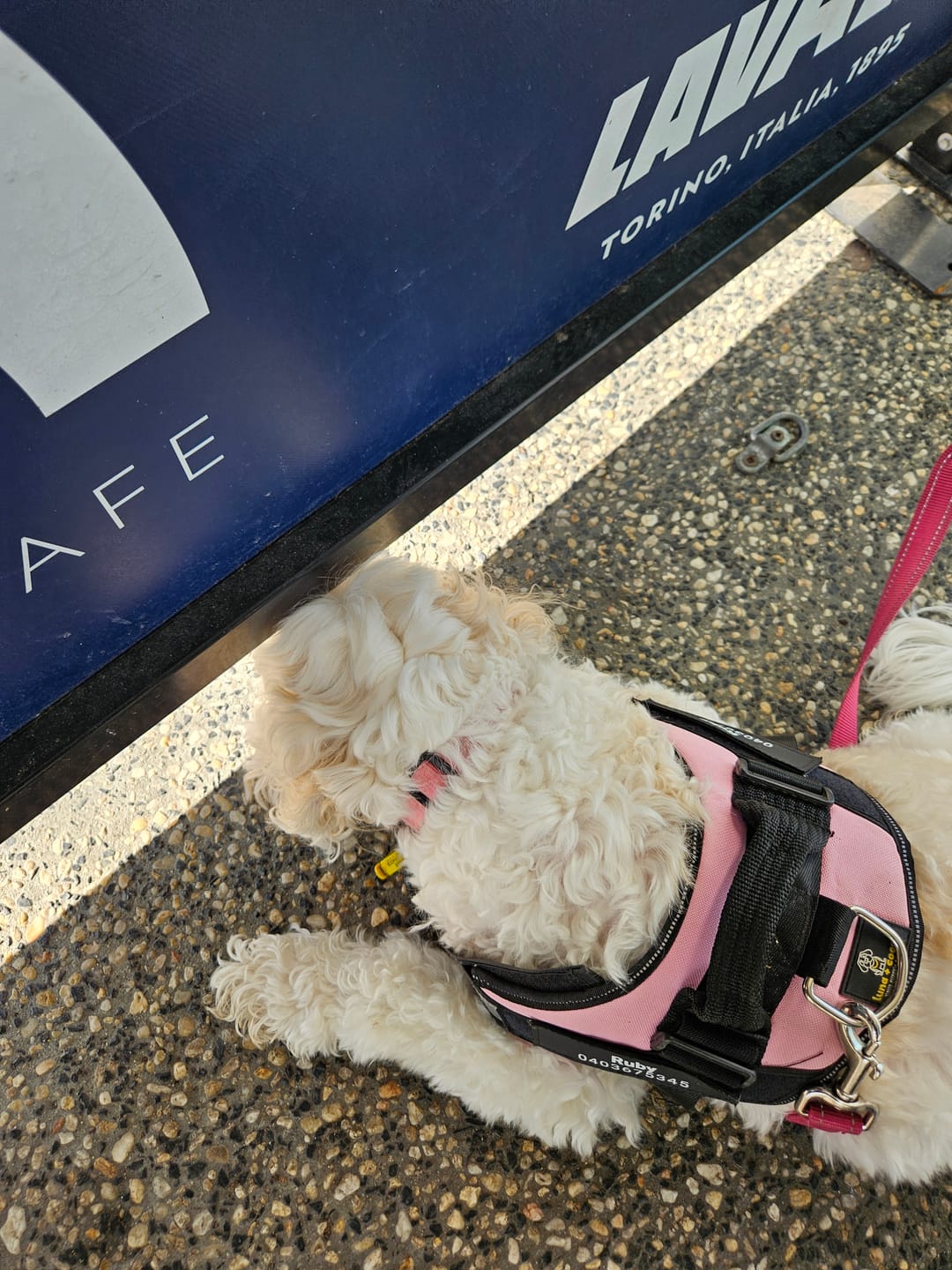 Customer photo review of FurLife™ - 12 Months All Natural Flea and Tick Tags for Dogs