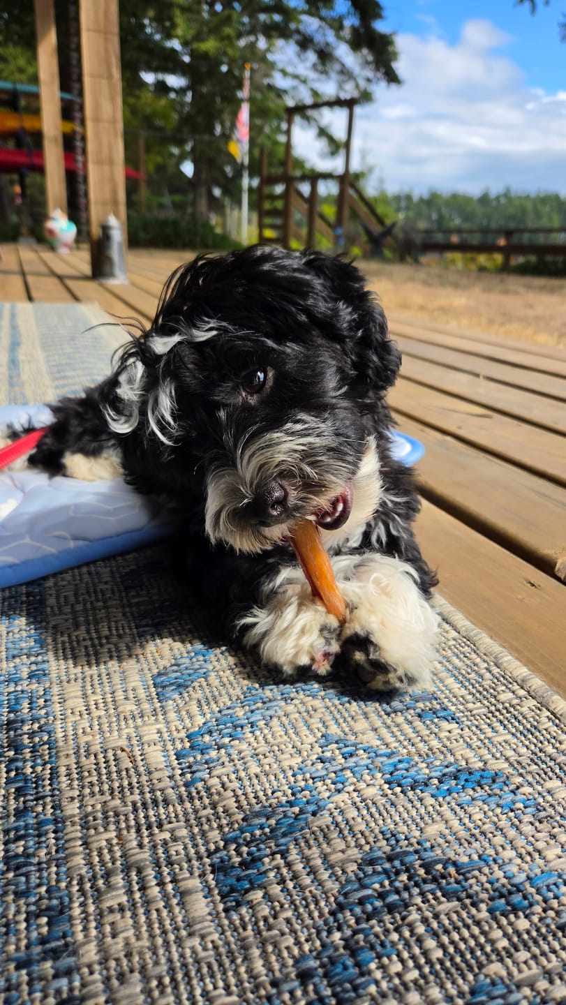 Customer photo review of Freeze Dried Beef Liver 100g / 3.5oz
