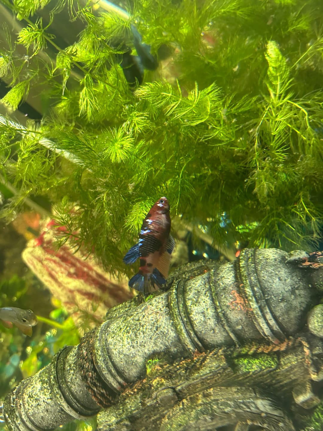 Customer photo review of Metallic Female Betta Fish | Trending