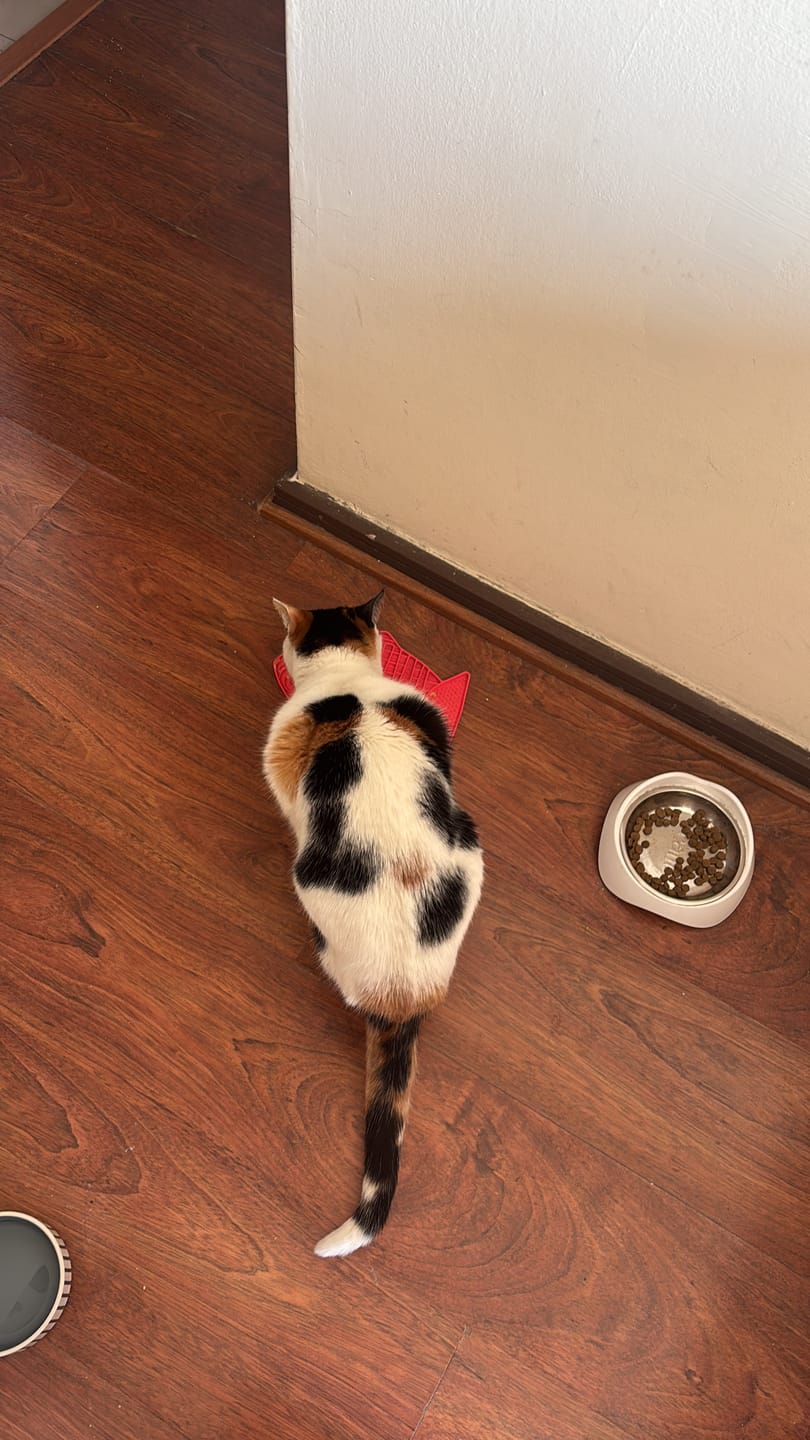 Customer photo review of Pack Winga Lovers Gatos