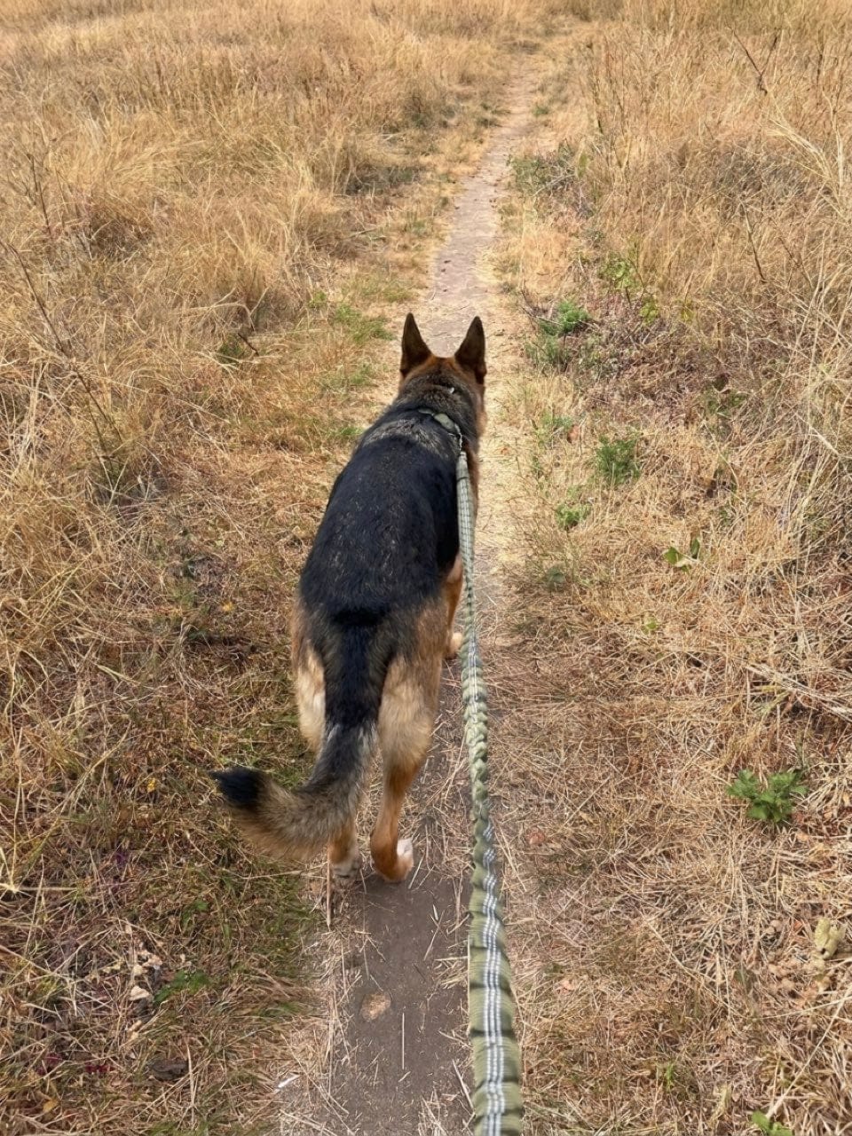 Customer photo review of Personalized No-Pull Dog Harness