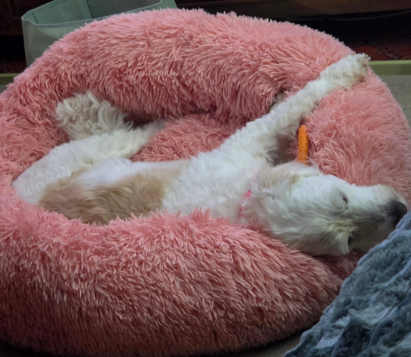 Customer photo review of Brooklyn® Deep Sleep Pet Bed