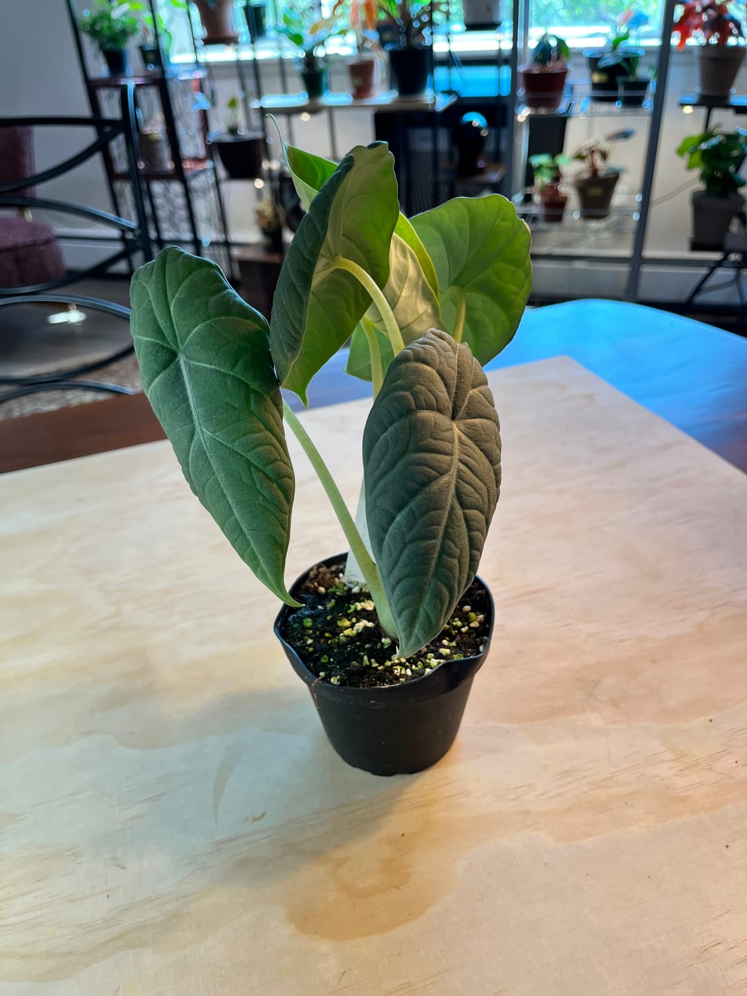 Customer photo review of Alocasia 'Maharani'