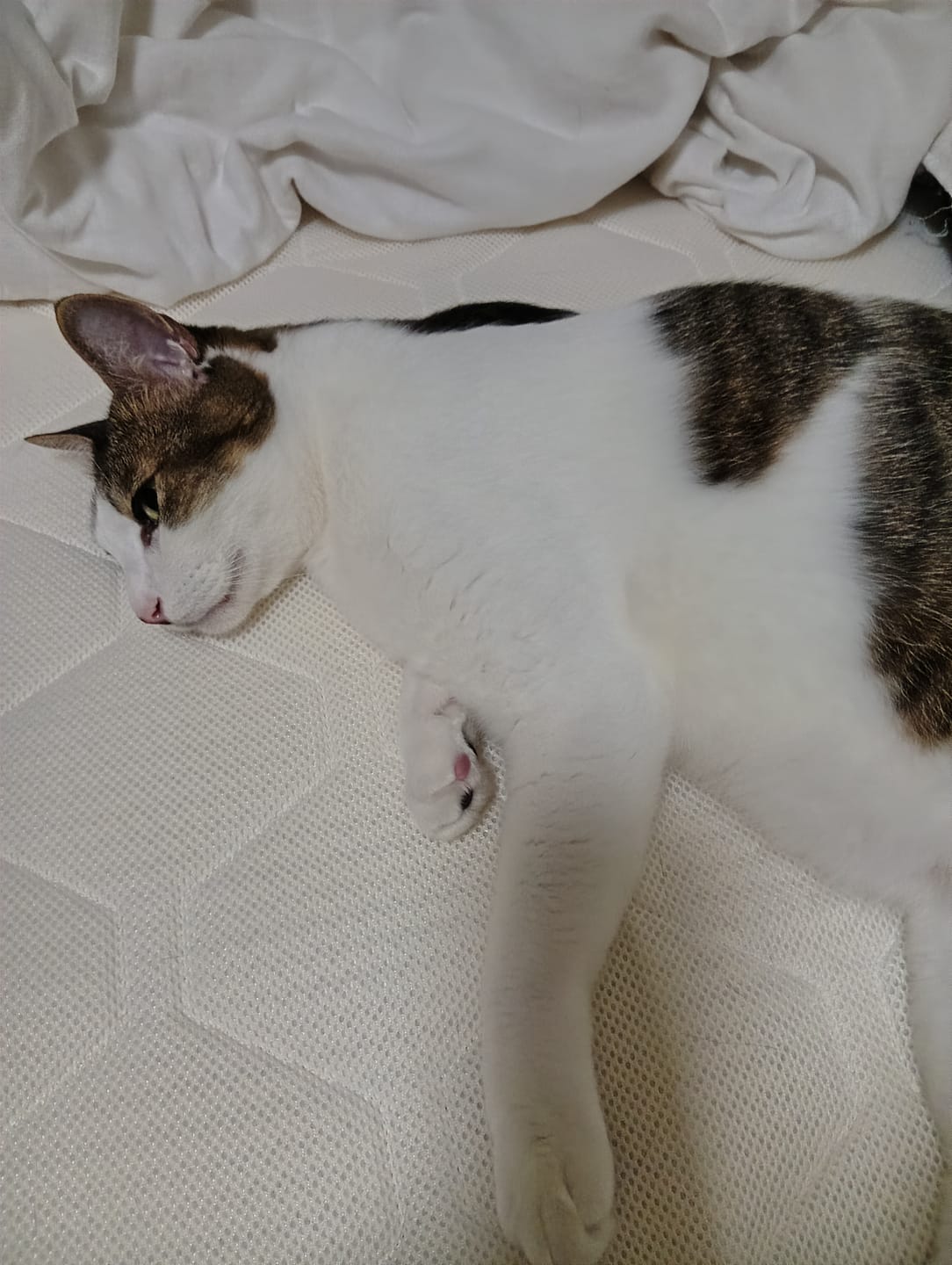 Customer photo review of SLEEP HEXAGON　上位版ホルミシスポータブルパッド