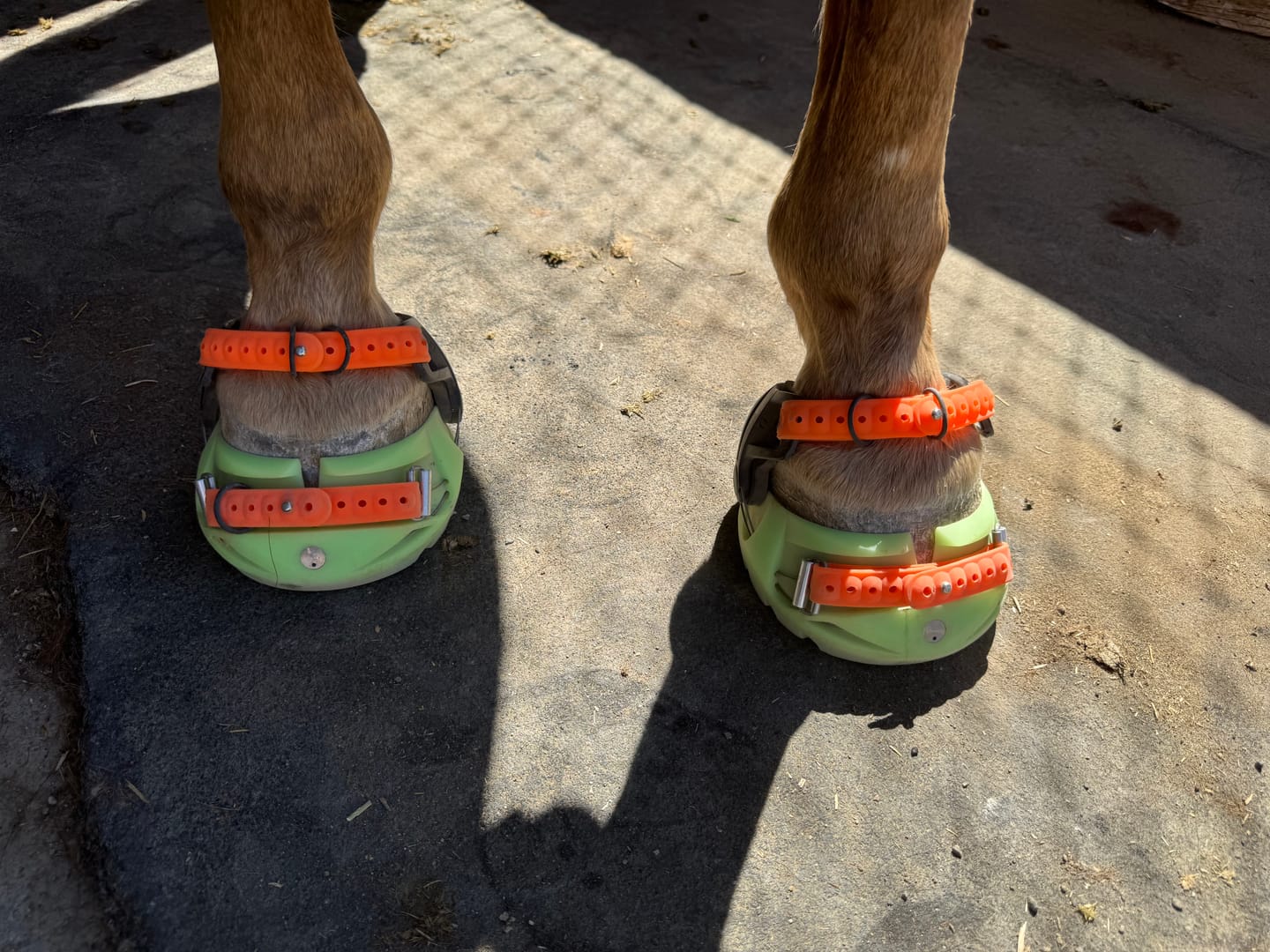 Customer photo review of Renegade® Viper Glow™ Hoof Boot Seconds - Atomic Green