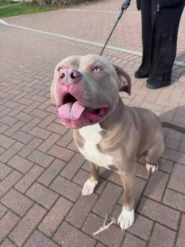 Customer dog photo