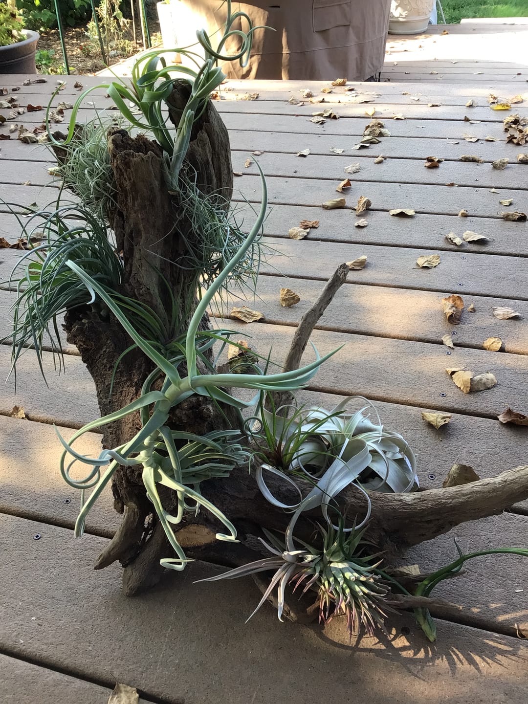 Customer photo review of Air Plant Mystery Box  Curated Tillandsia Collection  5 Tiers Available