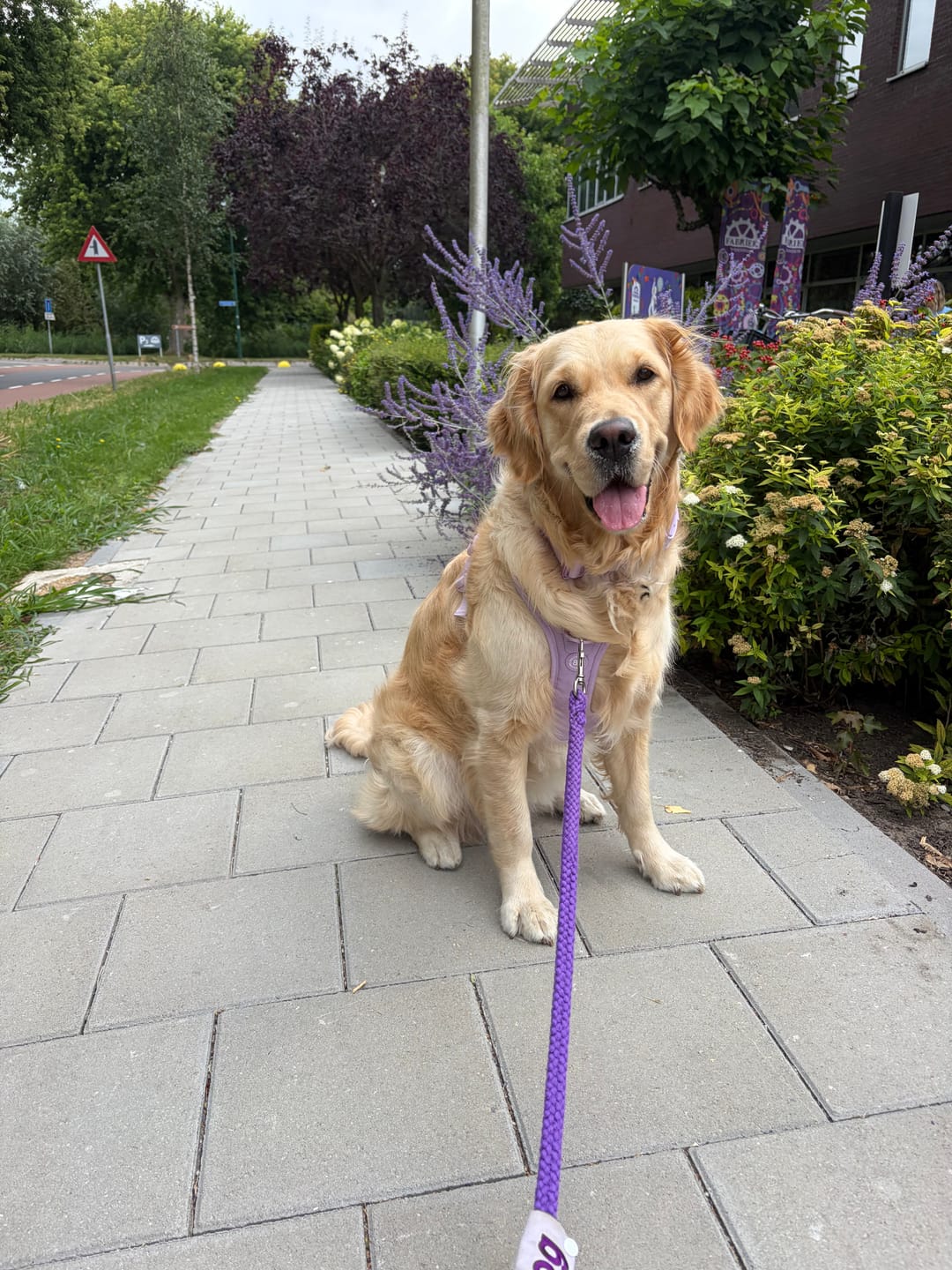 Customer photo review of Anti Pull Hurricane Harness Lighter | With Handle - Lavender X Ube