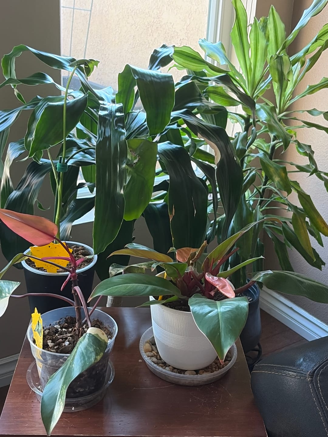 Customer photo review of Plant Care Kit for Indoor Plants
