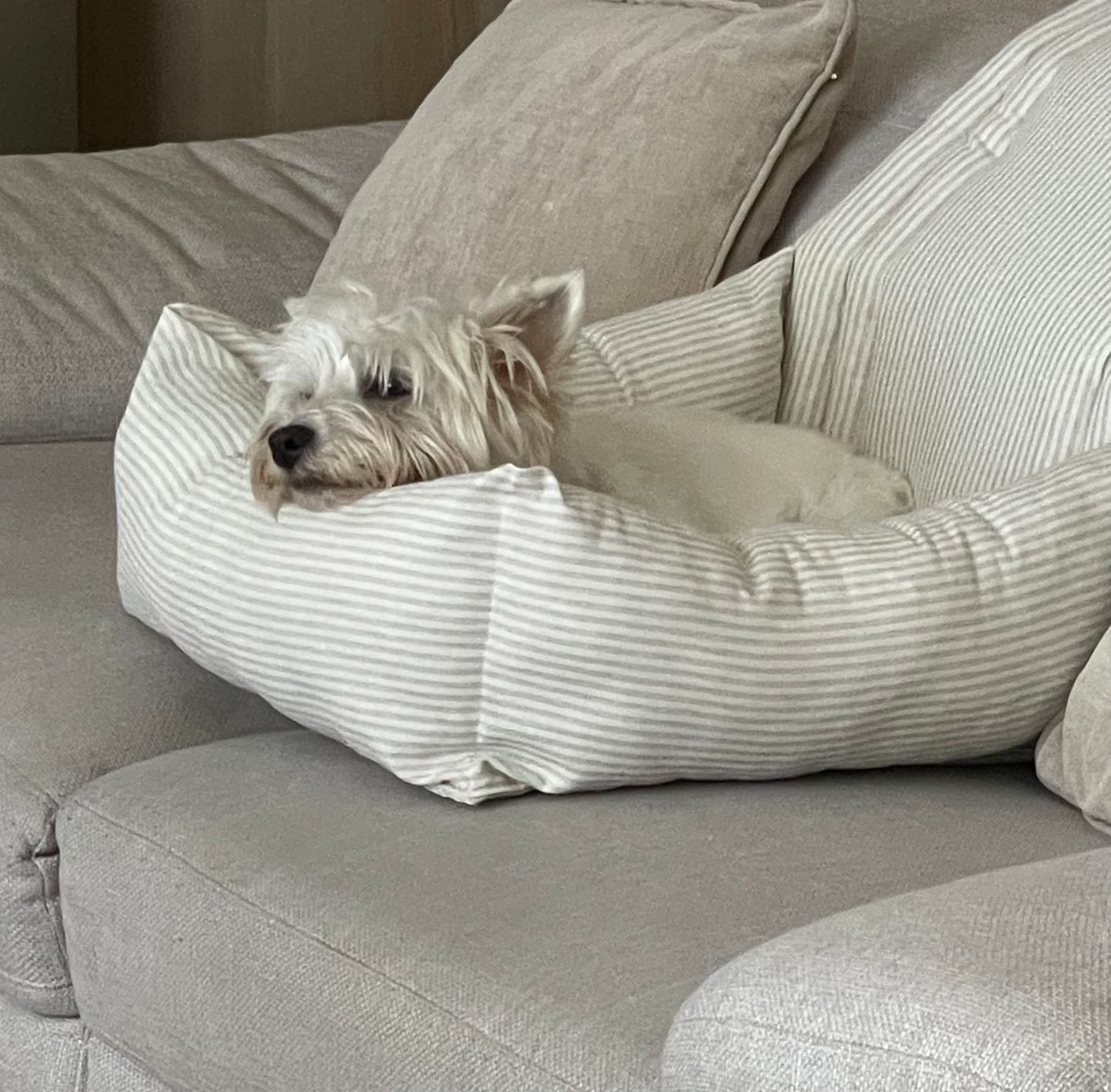 Customer photo review of Seggiolino Auto Cotone Grigio Righe Strette