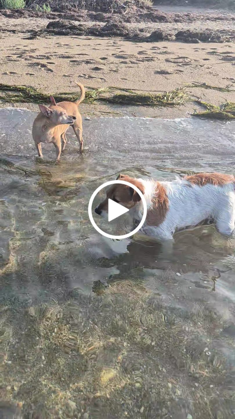 Customer video review of ProtectionArtro+ 600mg  Condroprotettore per Cani di taglia Piccola