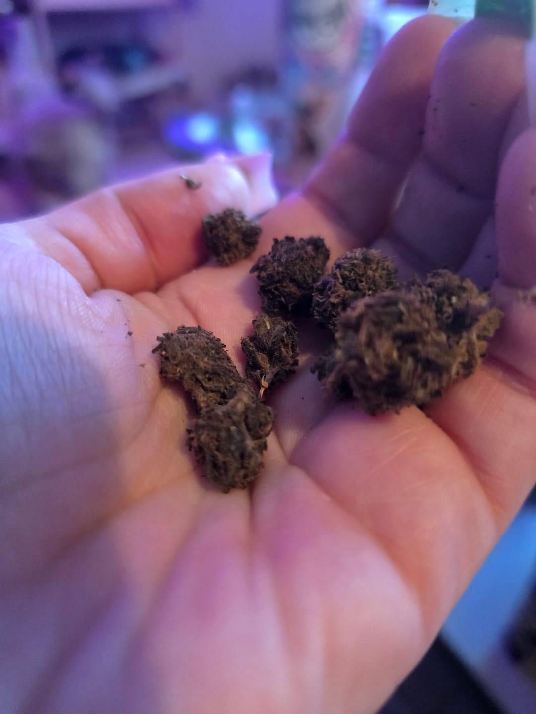 Customer photo review of Butterscotch OG - Bulk - Indica