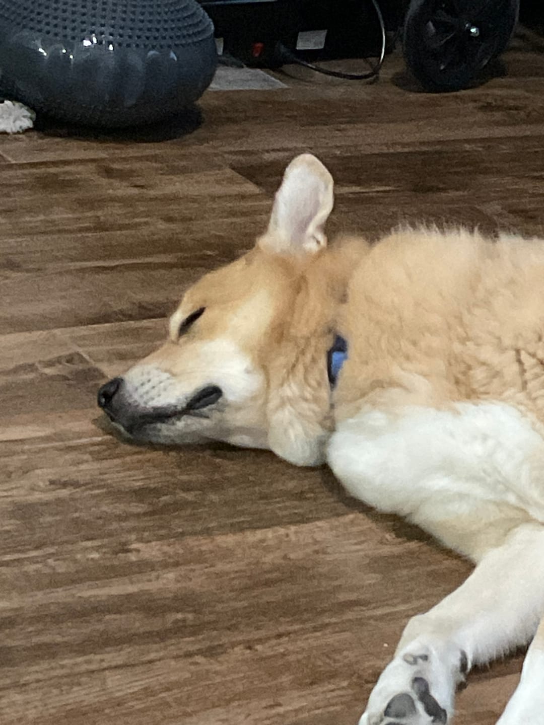 Customer photo review of FurLife™ - 12 Months All Natural Flea and Tick Tags for Dogs