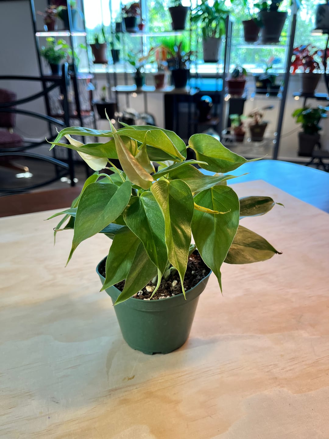 Customer photo review of Philodendron sp. 'Red Mini Machinatza'