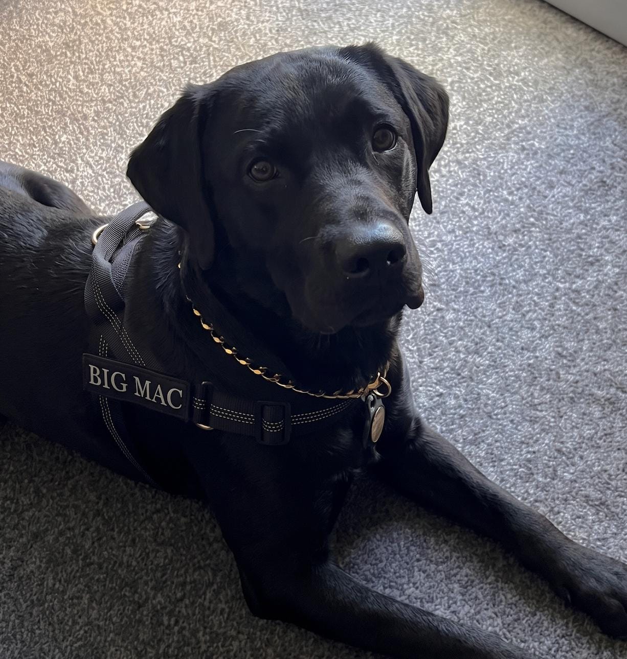 Customer photo review of Personalized No-Pull Dog Harness