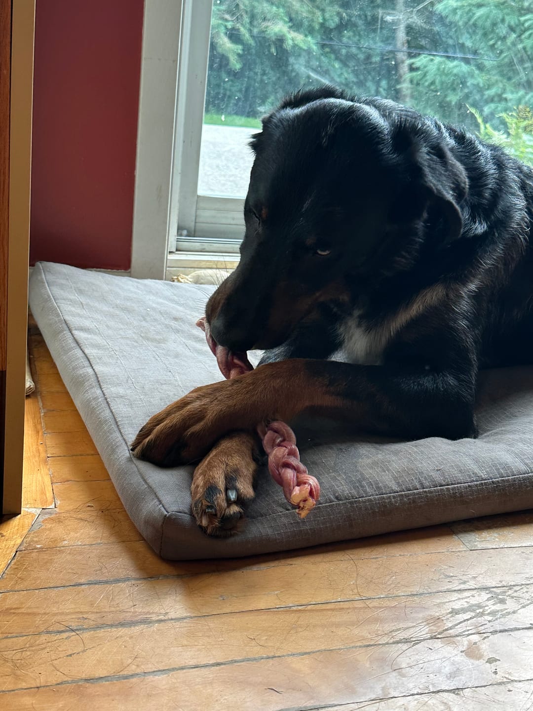 Customer photo review of 12 Inch Standard Braided Bully Stick