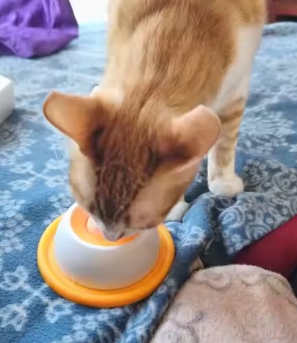Customer photo review of Sashacat™ LickBowl