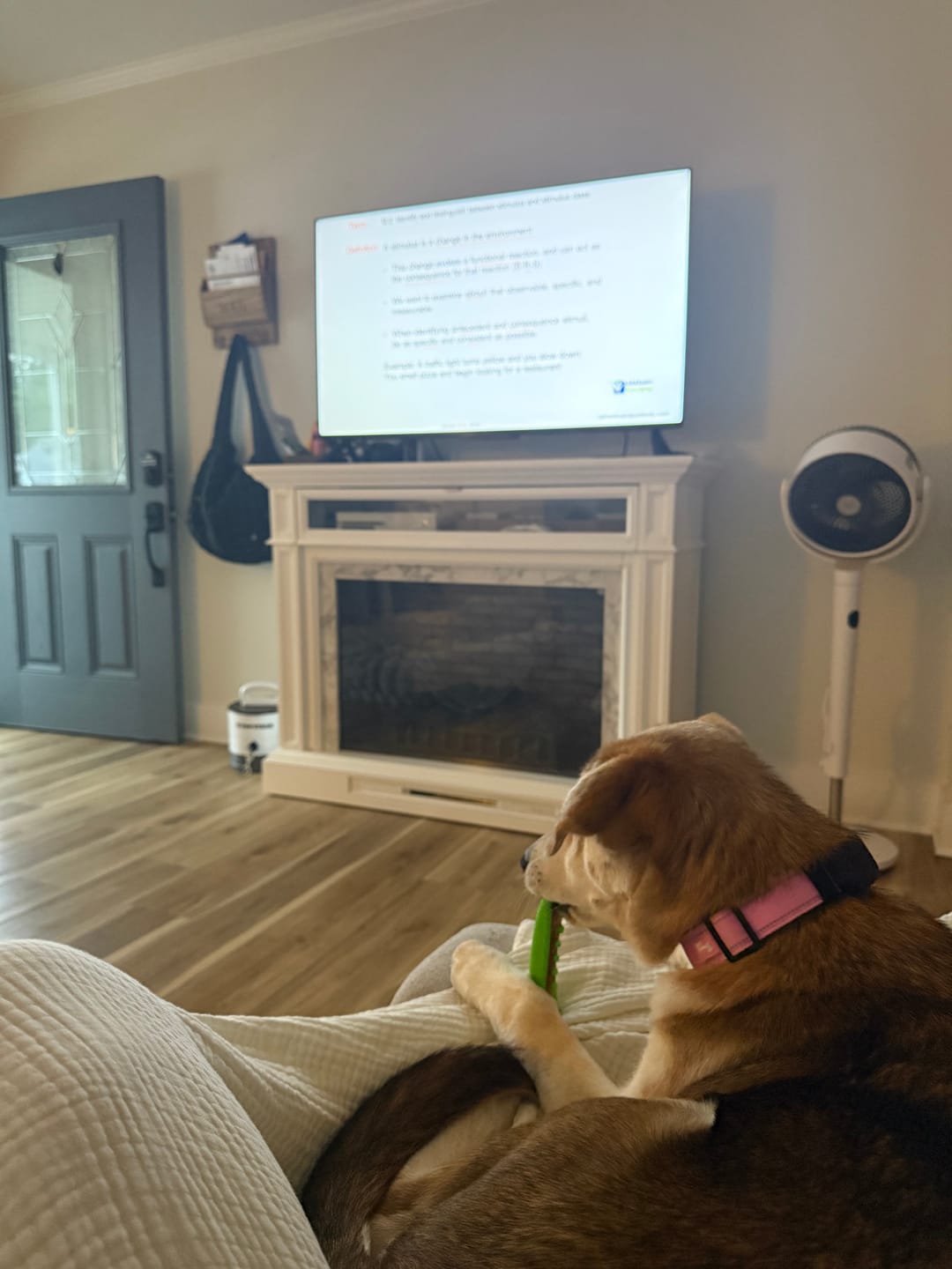 Customer photo review of Pup Stack