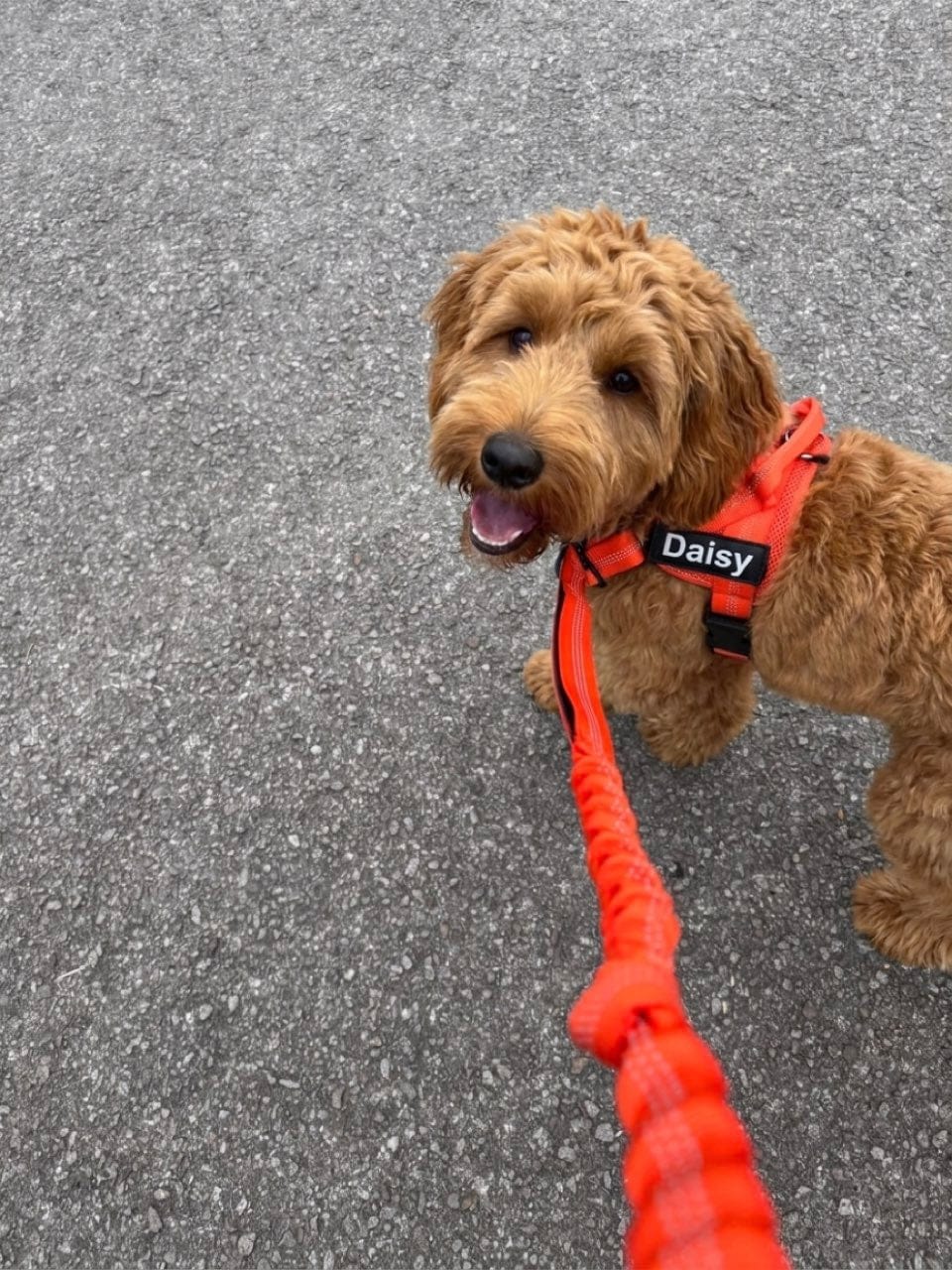 Customer photo review of Personalized No-Pull Dog Harness