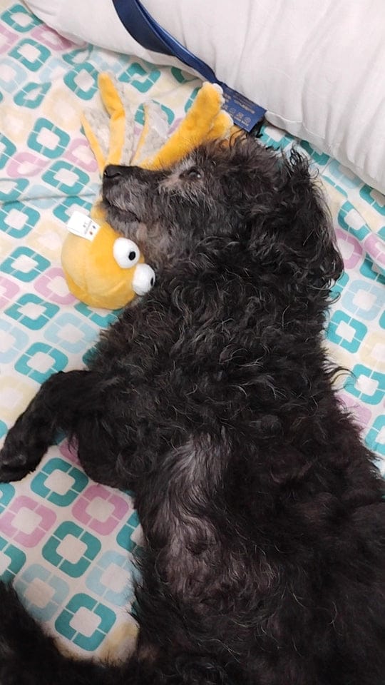 Customer photo review of Ocean Snuffle & Squeaky Plush Enrichment Toy – Available as Single or Set