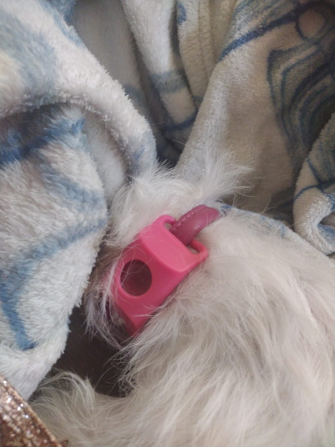 Customer photo review of FurLife™ 12 Months Flea and Tick Free