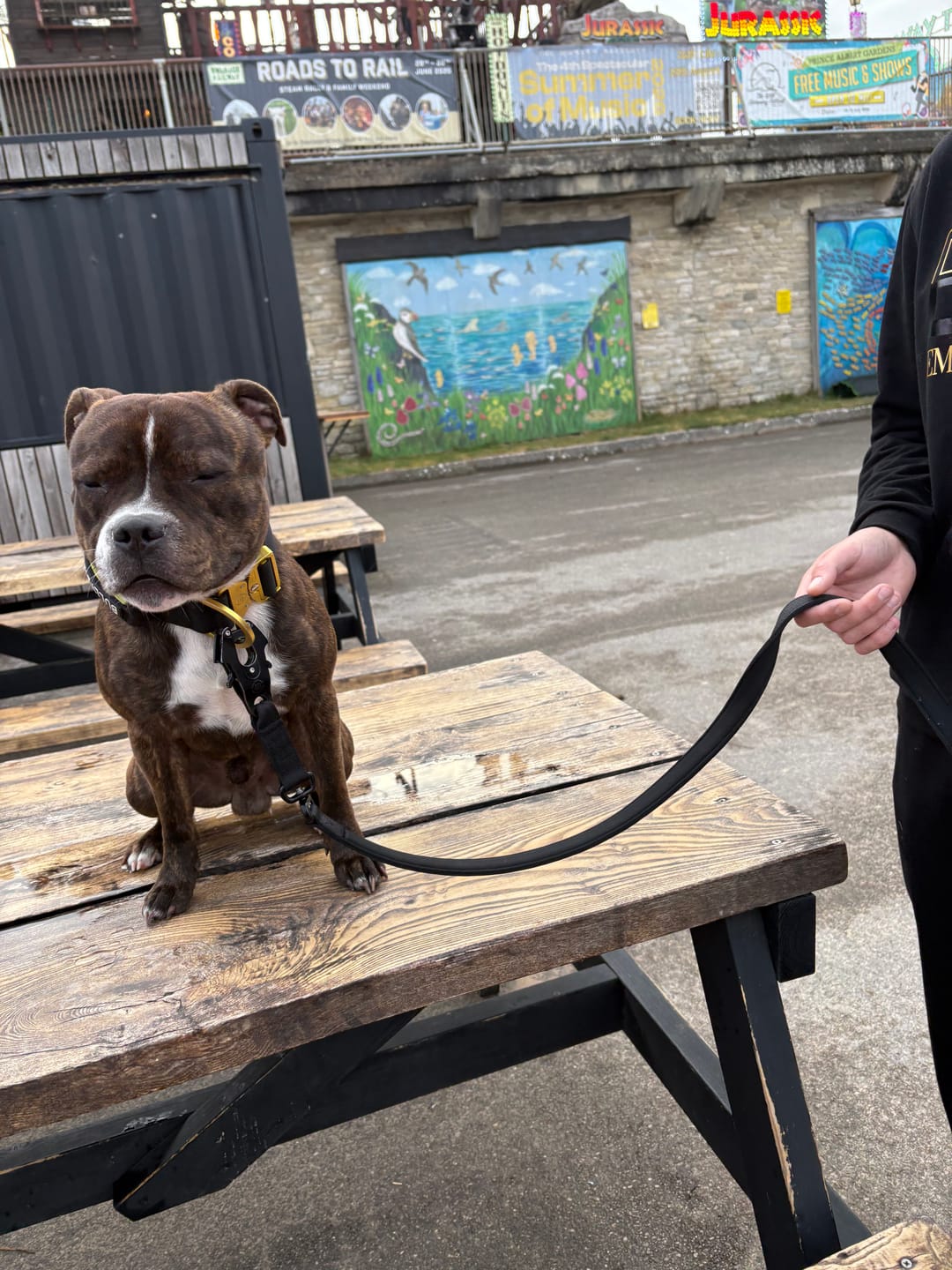 Customer photo review of 1.4m Lighter Swivel Combat Lead | Anti-Tangle & Secure Clip - Black x Black