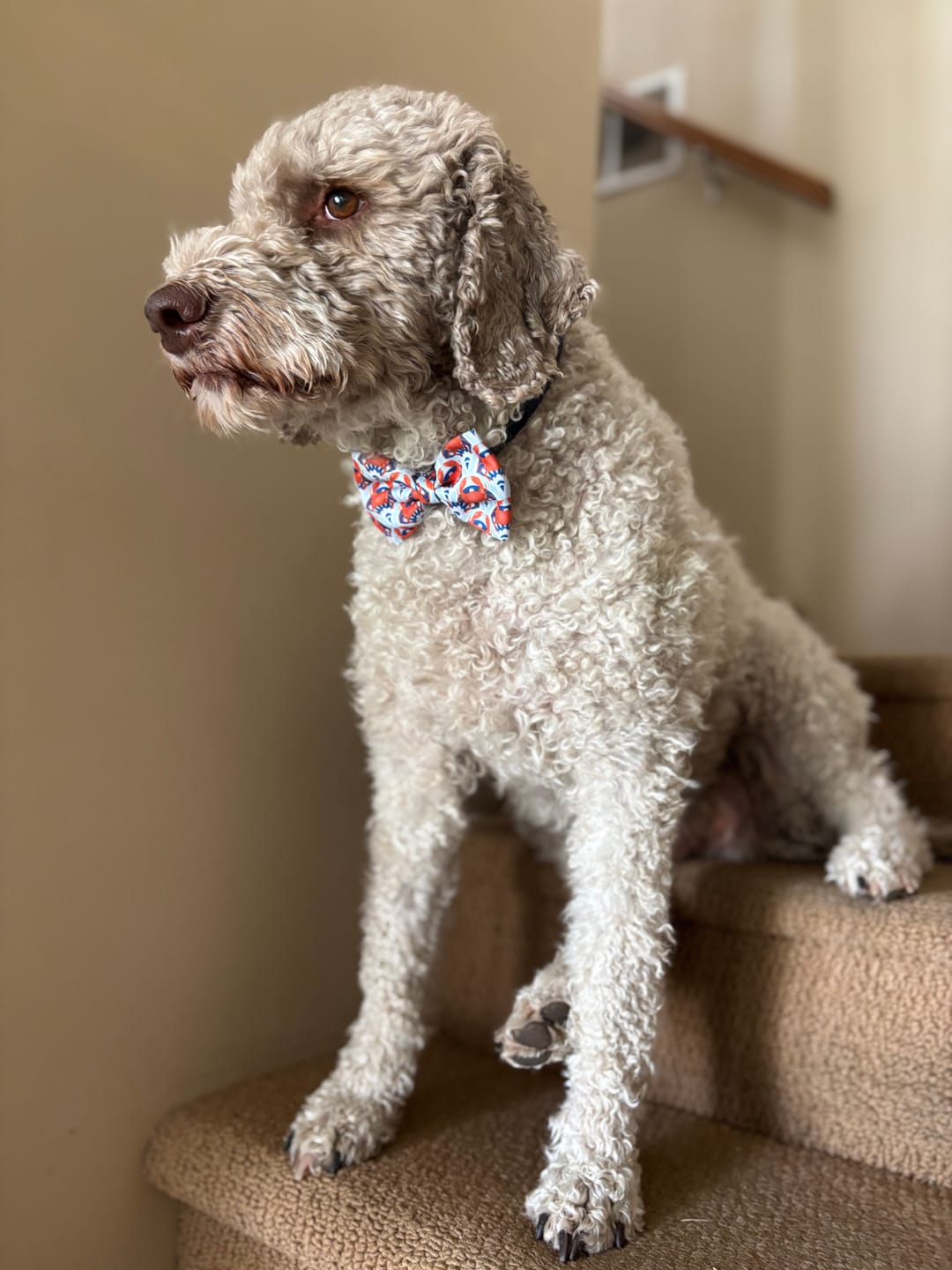 Customer photo review of Bow Tie - Falling For You