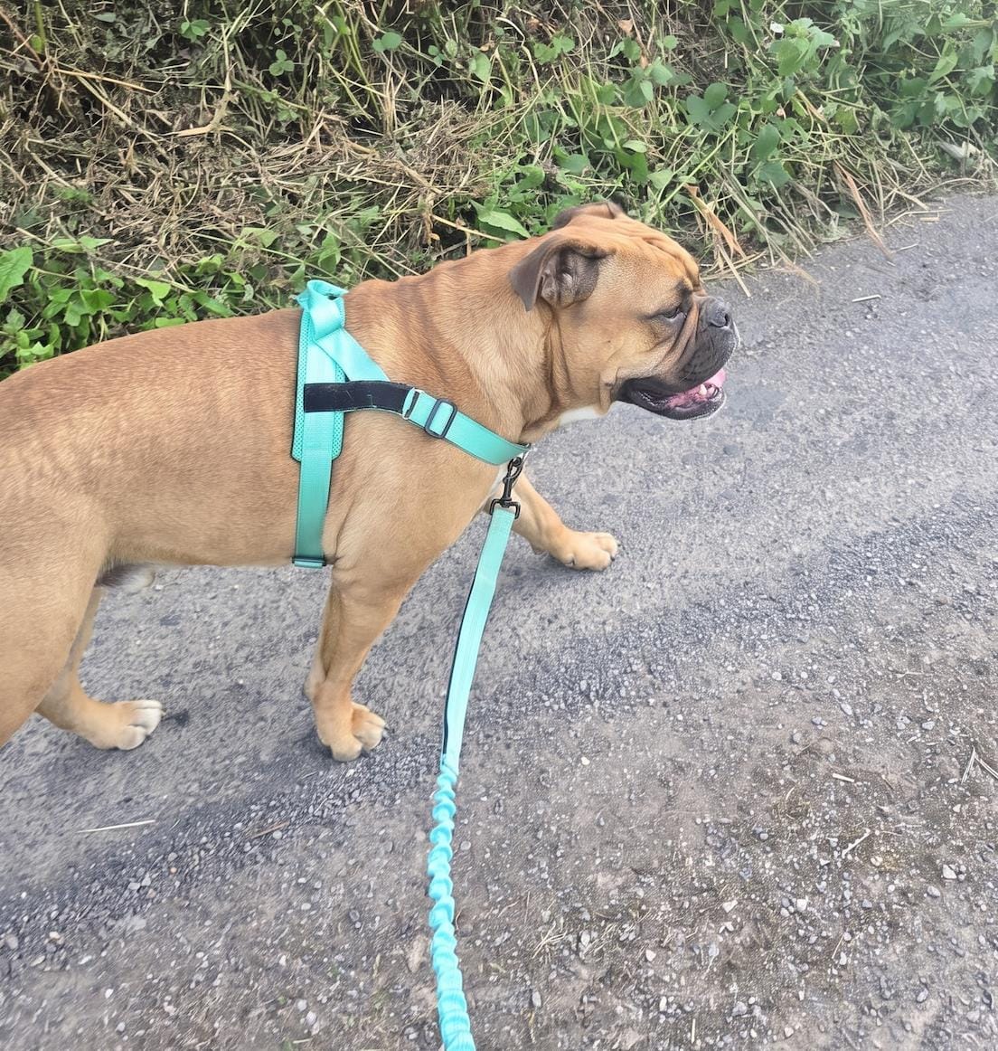 Customer photo review of Personalized No-Pull Dog Harness