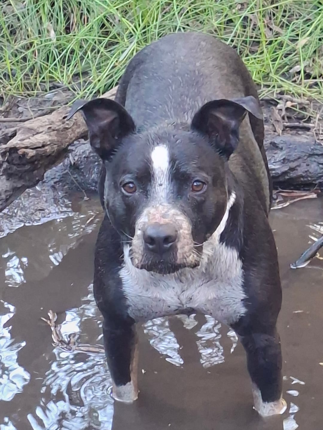 Customer photo review of Cutest Pets of Pupvote Summer 2026