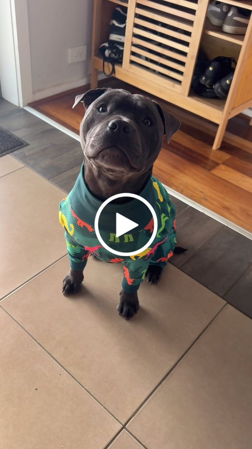 Customer video review of Dog Pajama - Dinosaurs
