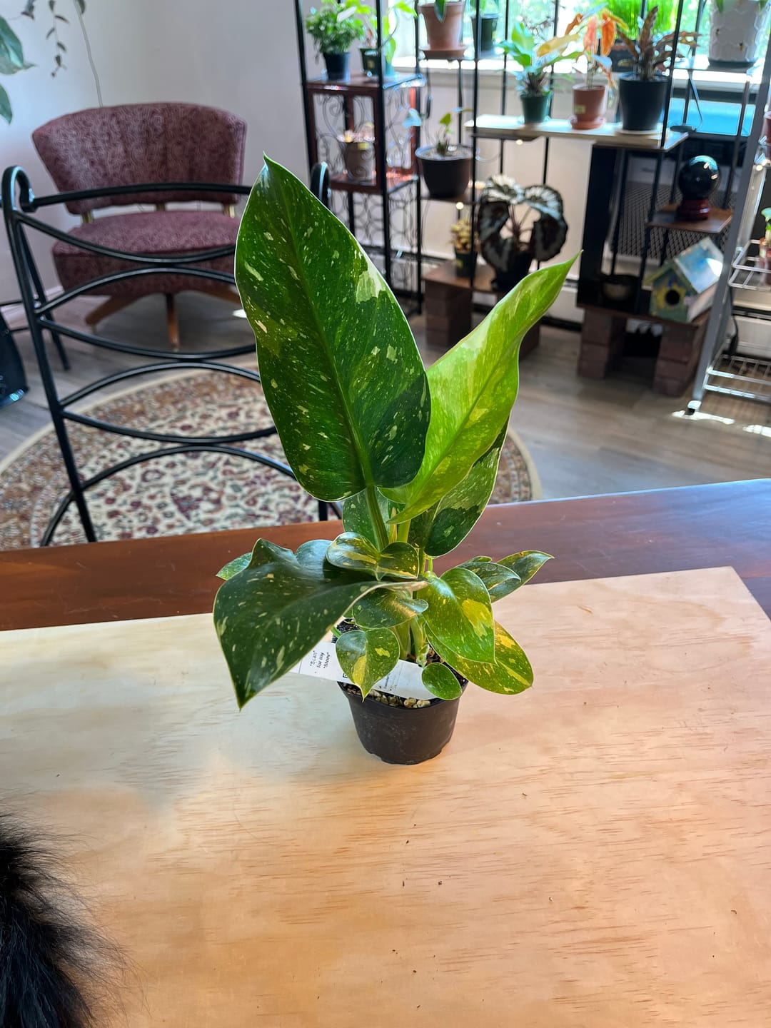 Customer photo review of Philodendron 'Congo Nuclear'