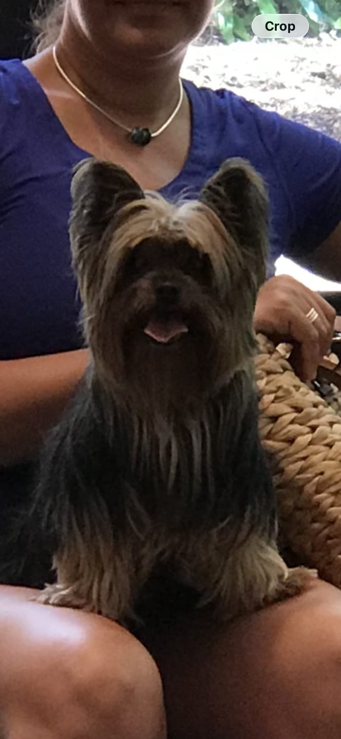 Customer photo review of Pet Art Canvas Wrap