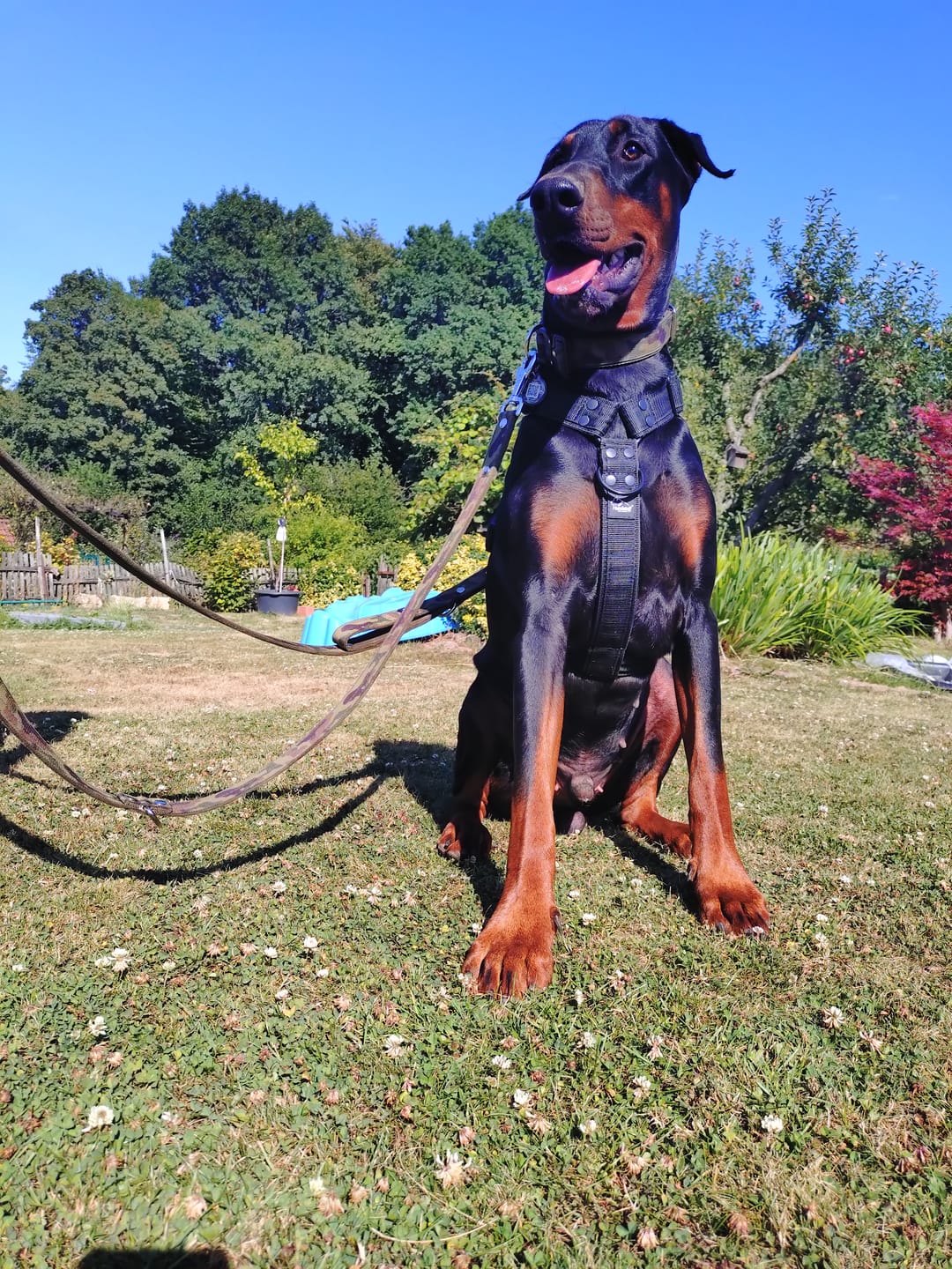 Customer photo review of Easy Walk Extreme Black Edition Svart - Sele med snabbspänne