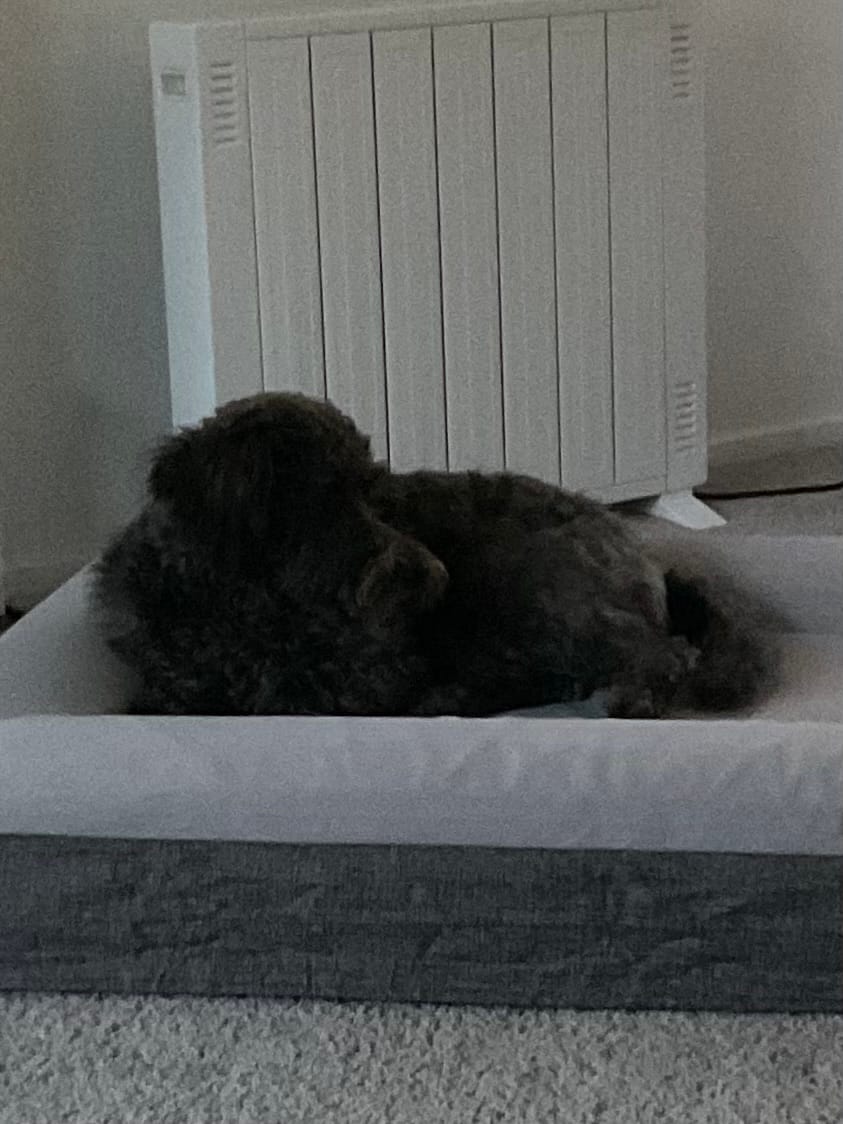 Customer photo review of Orthopaedic Memory Foam Bed
