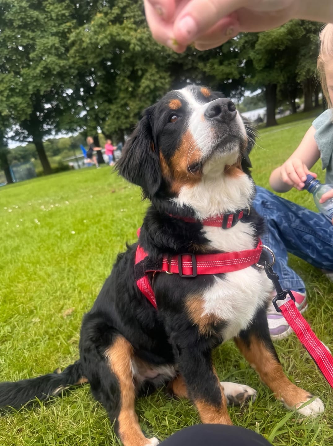 Customer photo review of Personalized No-Pull Dog Harness