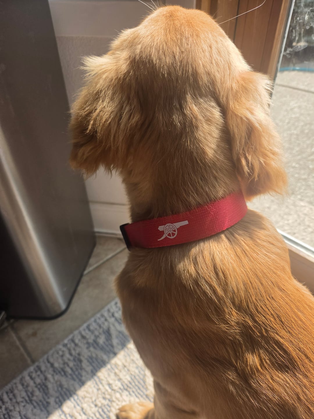 Customer photo review of Arsenal Comfort Pet Collar
