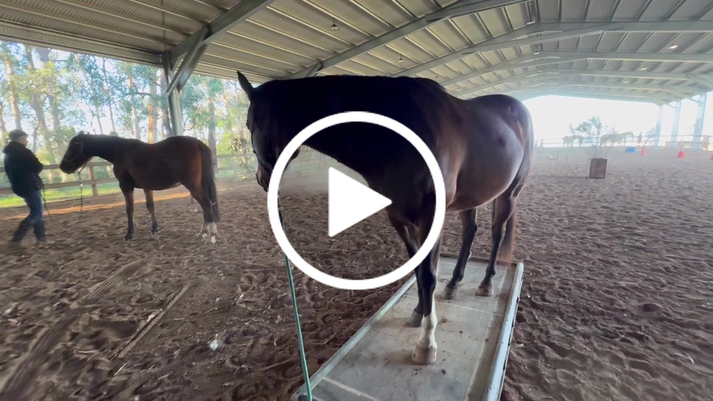 Customer video review of Ulcer Armour+