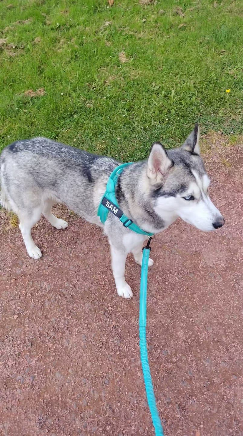 Customer photo review of Personalized No-Pull Dog Harness