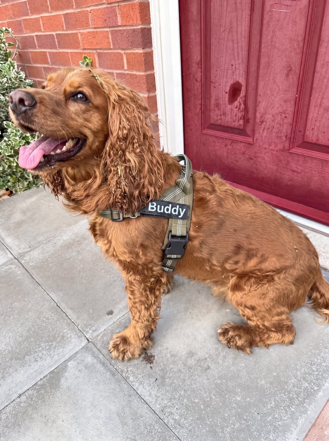 Customer photo review of Personalized No-Pull Dog Harness