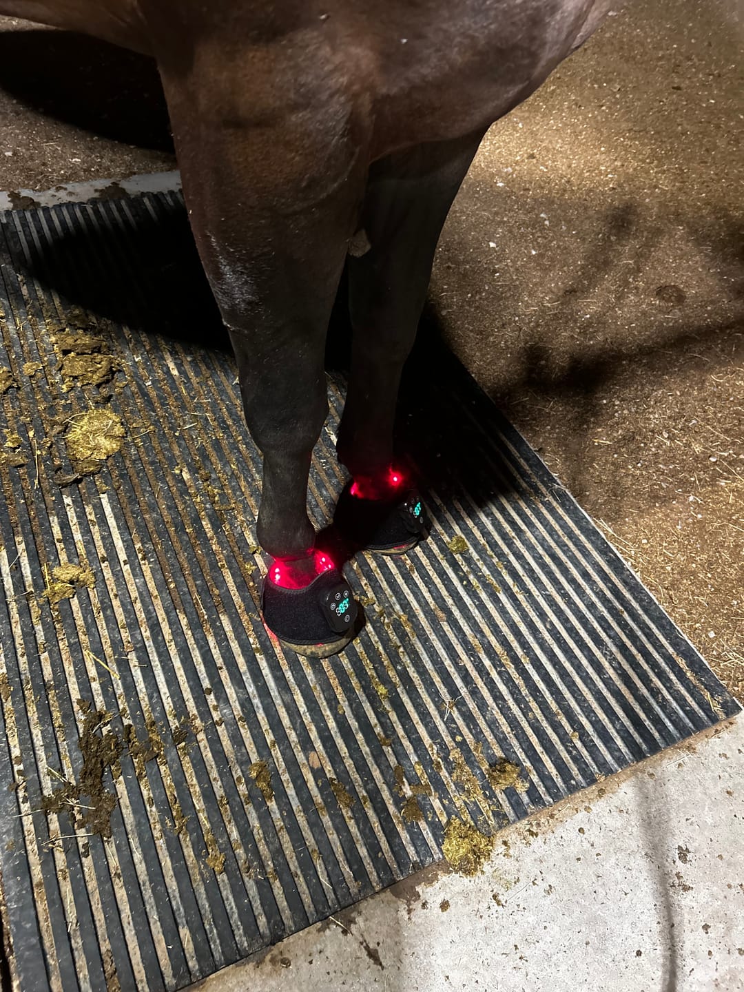 Customer photo review of HorseHalo™ HaloLegs Mini