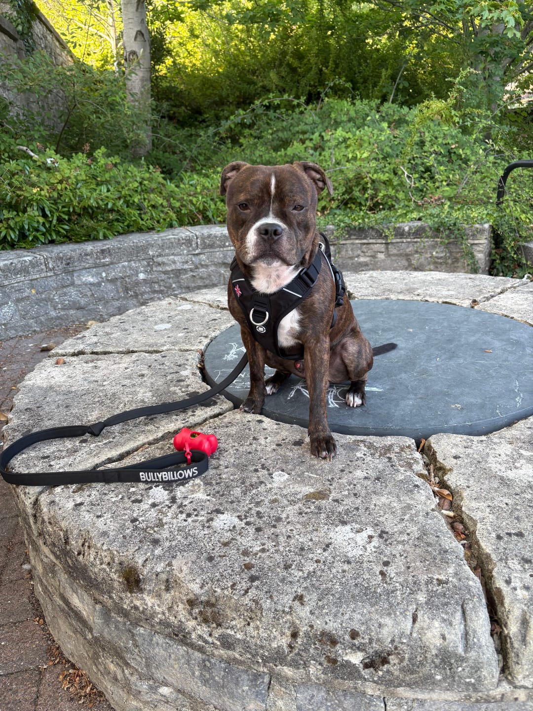 Customer photo review of Anti Pull Hurricane Harness Lighter | With Handle - Black