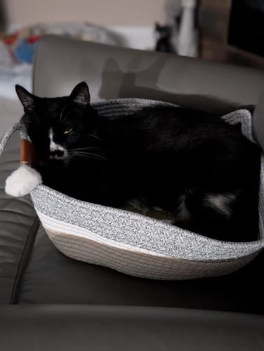Customer's black cat curled inside a woven grey Instinct Basket resting on a dark chair.
