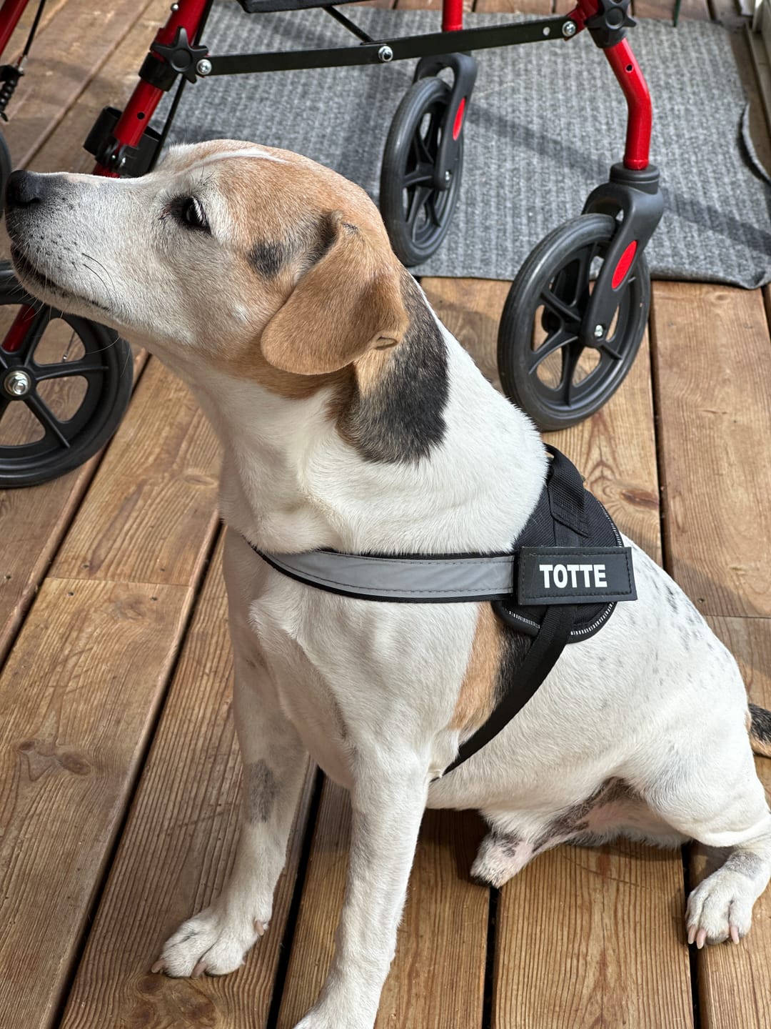 Customer photo review of Personlig Hundsele med Namn & Telefonnummer