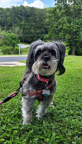 Customer dog photo