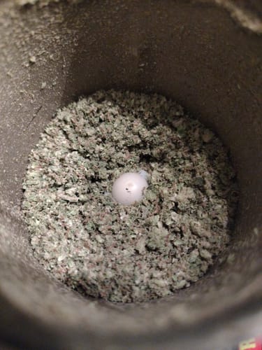 Skywalker OG - 28 Grams - Indica photo review