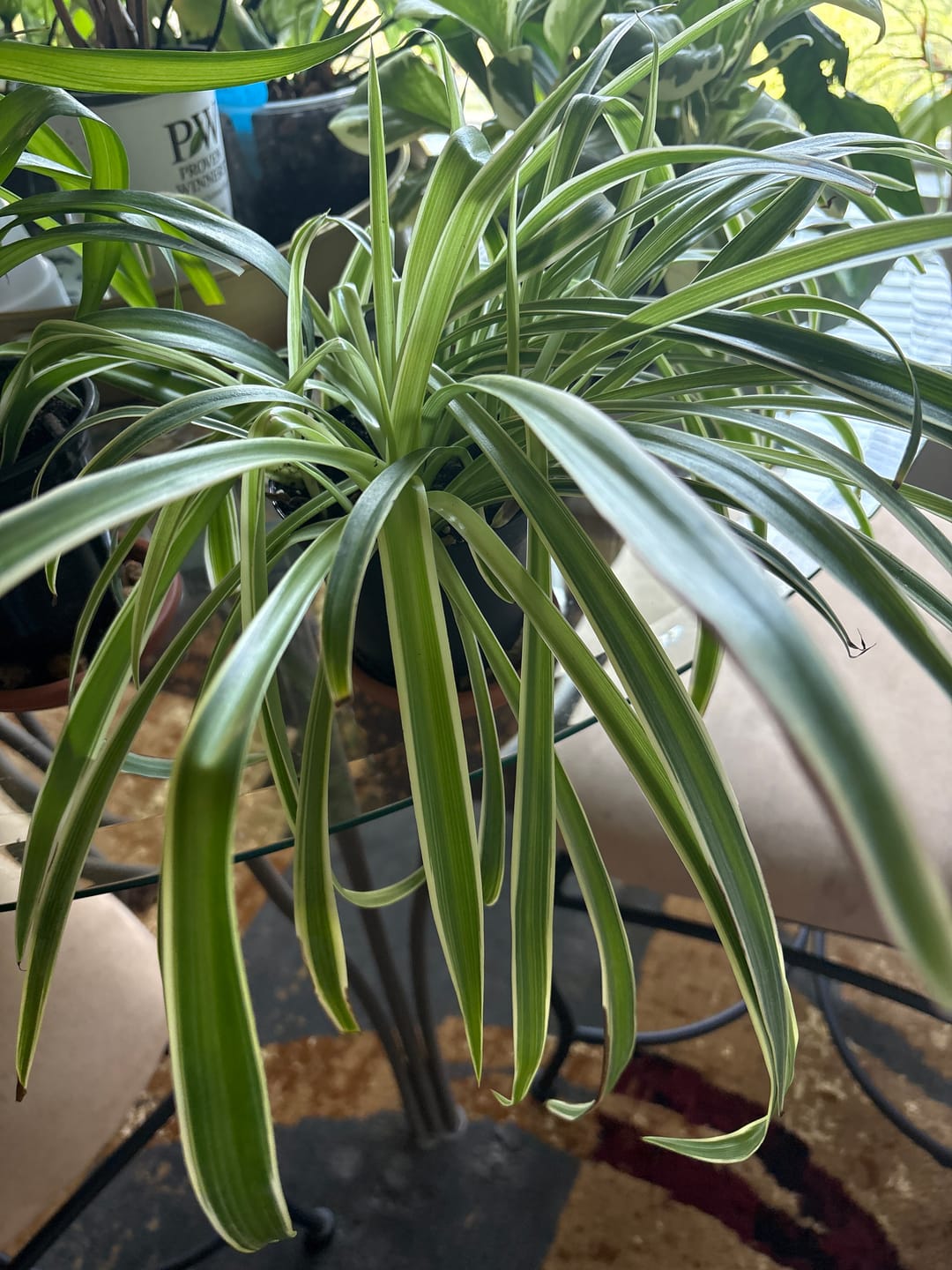Customer photo review of Spider Plant Chlorophytum comosum